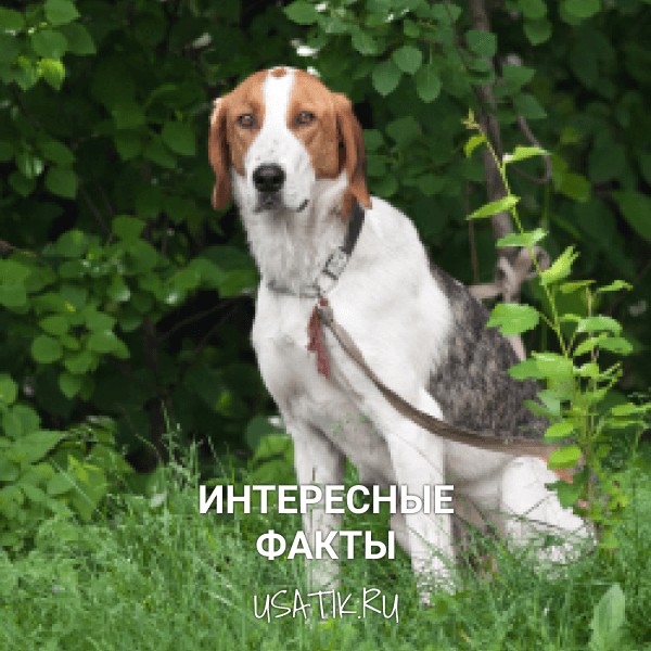 Интересные факты об эстонских гончих