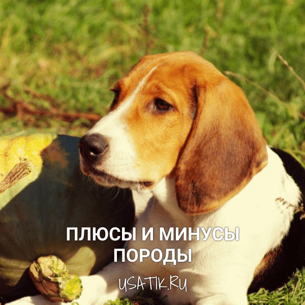 Плюсы и минусы эстонских гончих