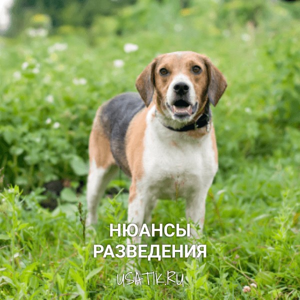 Разведение эстонских гончих