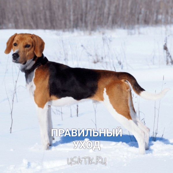 Уход за эстонскими гончими