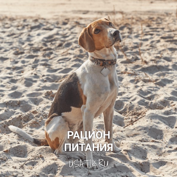Рацион питания эстонских гончих