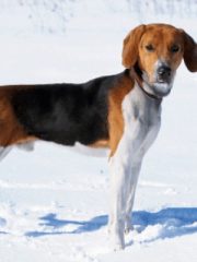 Эстонская гончая