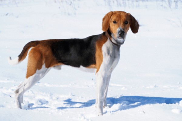 Эстонская гончая