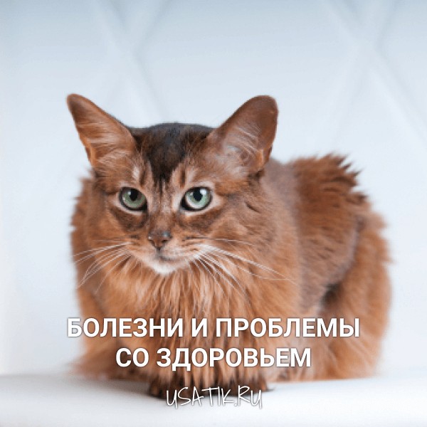 Болезни и проблемы со здоровьем