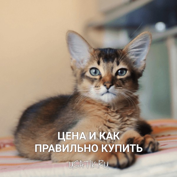 Сомалийская кошка - цена и как правильно купить
