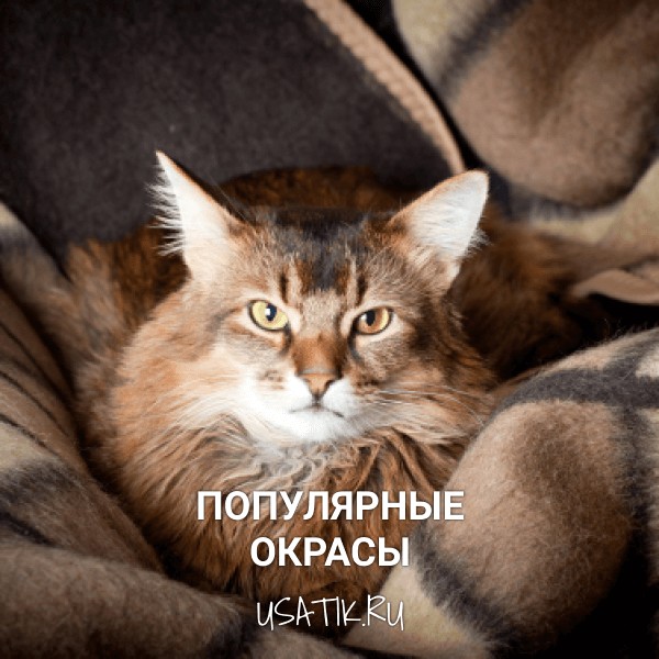 Популярные окрасы сомалийских кошек