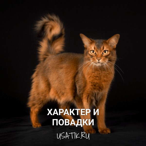 Характер и повадки сомалийских кошек