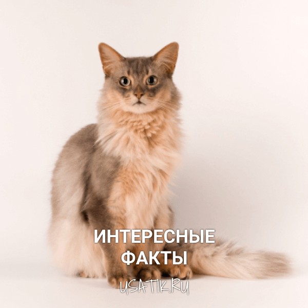 Интересные факты о сомалийских кошках