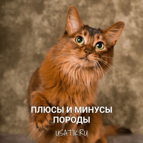 Плюсы и минусы сомалийских кошек