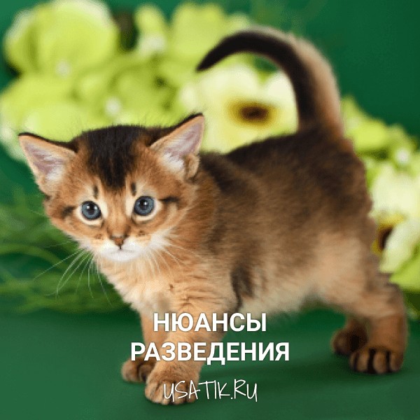 Разведение сомалийских кошек