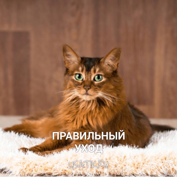 Уход за сомалийскими кошками