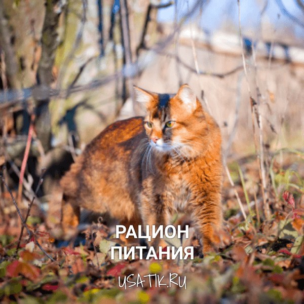 Рацион питания сомалийских кошек