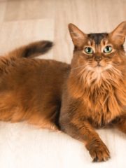 Сомалийская кошка