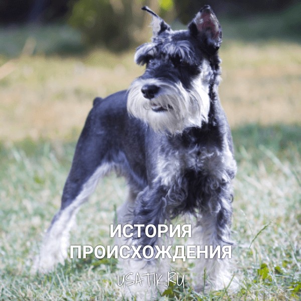 История происхождения цвергшнауцеров