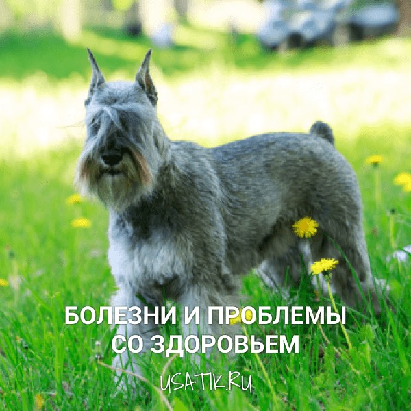 Болезни и проблемы со здоровьем