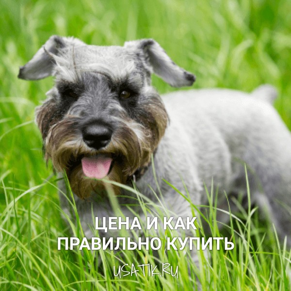 Цвергшнауцер - цена и как правильно купить