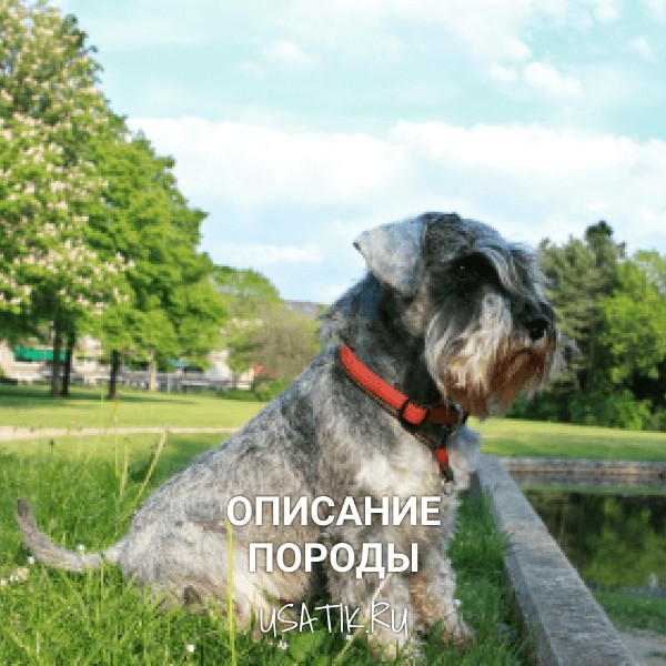 Цвергшнауцер - описание породы