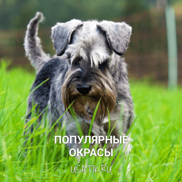Популярные окрасы цвергшнауцеров