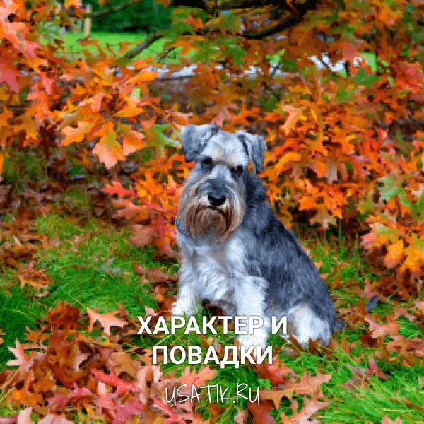 Характер и повдки цвергшнауцеров