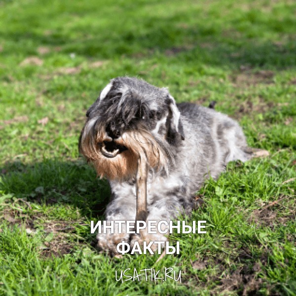 Интересные факты о цвергшнауцерах