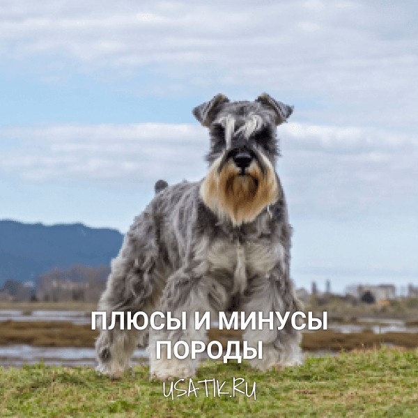Плюсы и минусы цвергшнауцеров