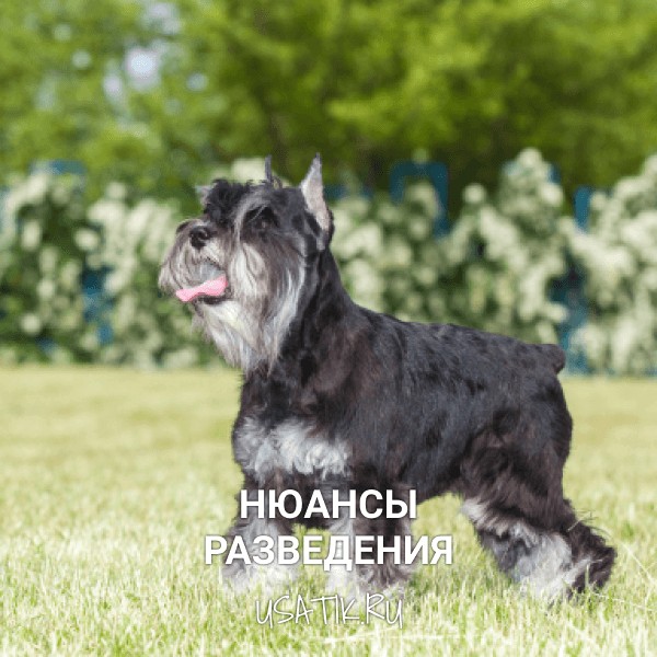 Разведение цвергшнауцеров