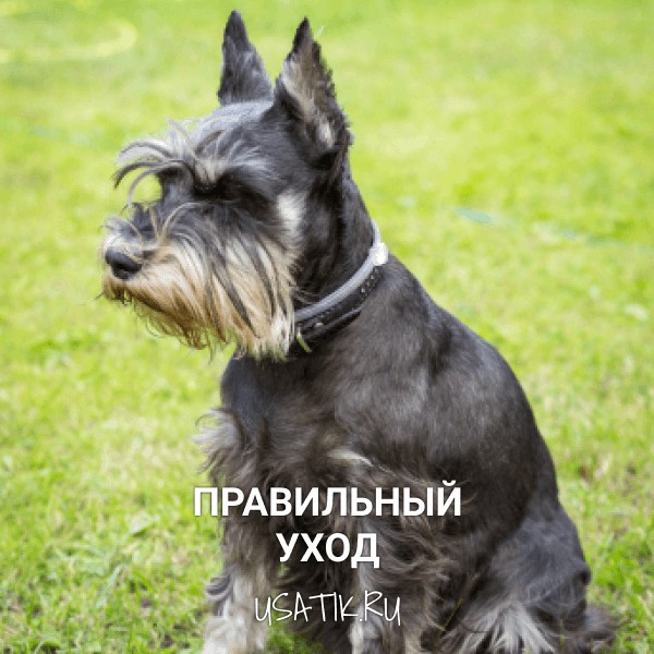 Уход за цвергшнауцерами