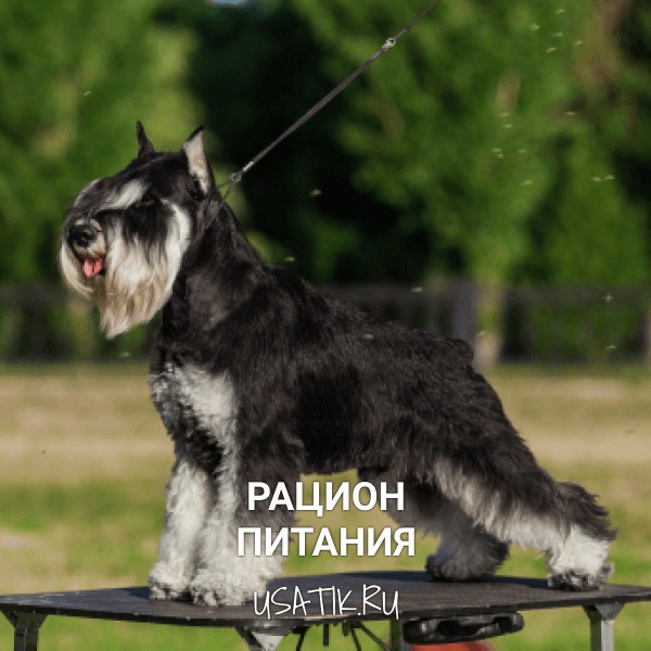 Рацион питания цвергшнауцеров