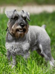 Цвергшнауцер