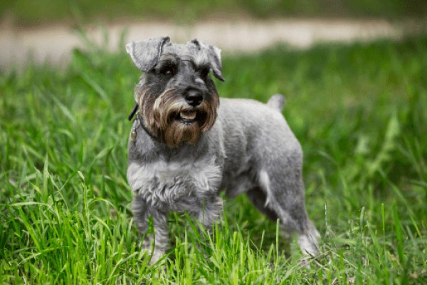 Цвергшнауцер