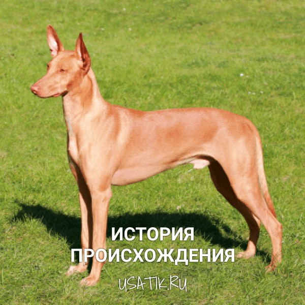 История происхождения фараоновых собак