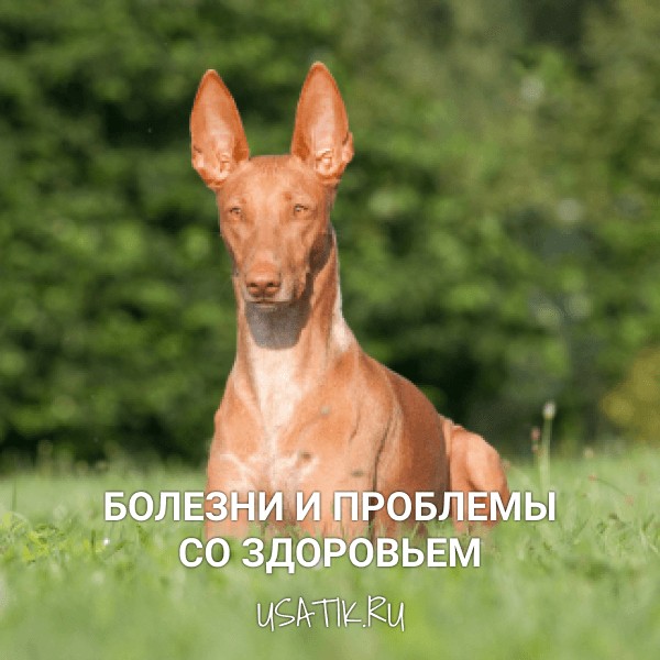 Болезни и проблемы со здоровьем