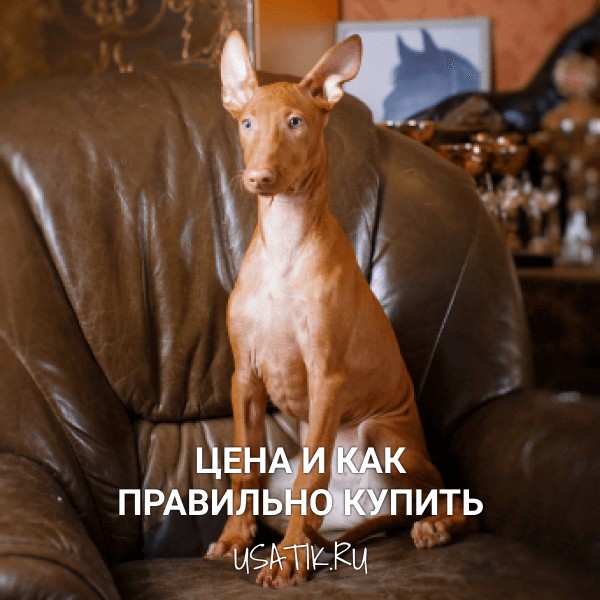 Фараонова собака - цена и как правильно купить