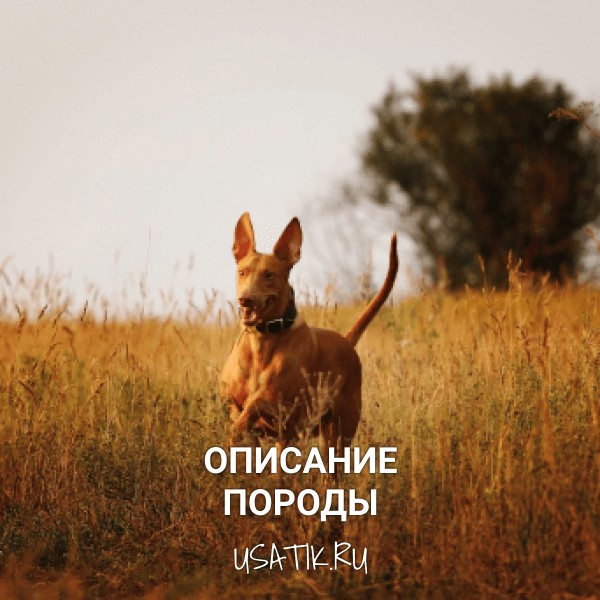 Фараонова собака - описание породы