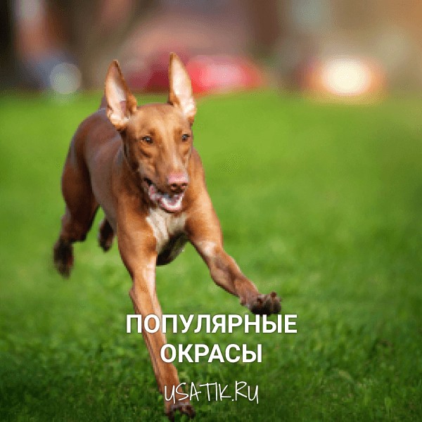 Популярные окрасы фараоновых собак