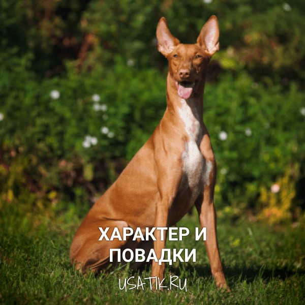 Характер и повадки фараоновых собак