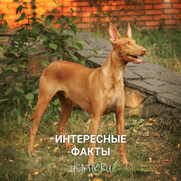 Интересные факты о фараоновых собаках