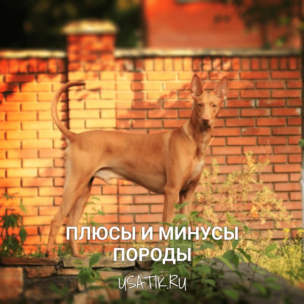 Плюсы и минусы фараоновых собак