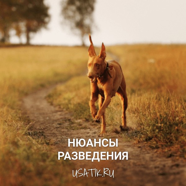 Разведение фараоновых собак