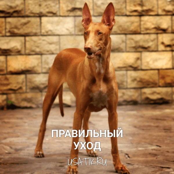 Уход за фараоновыми собаками