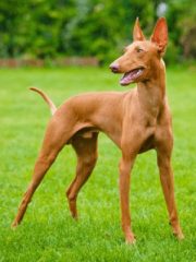 Фараонова собака