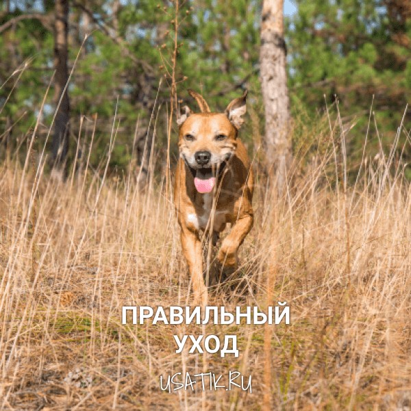 Уход за питбулями