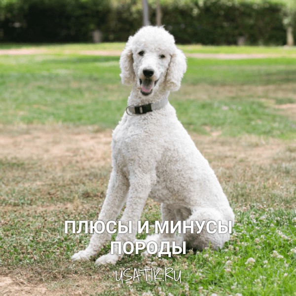 Плюсы и минусы пуделей