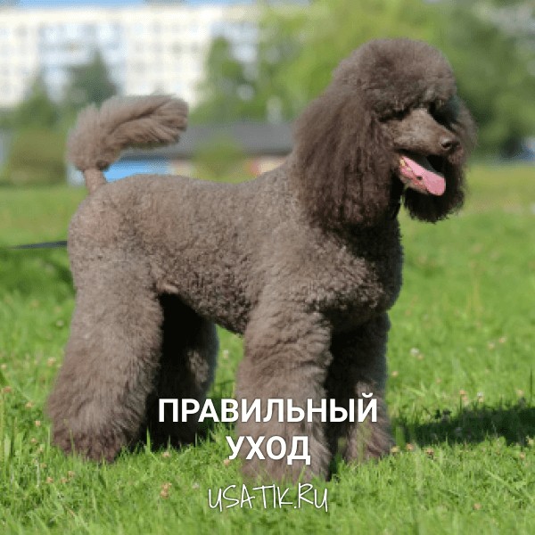 Уход за пуделями