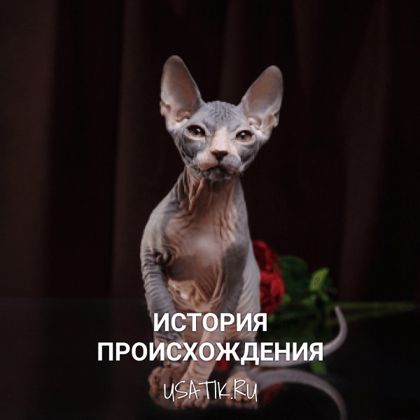 История происхождения сфинксов