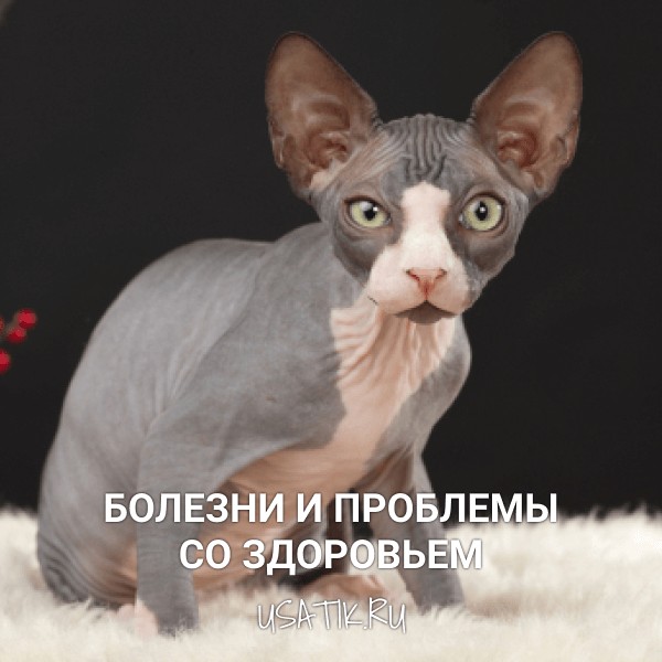 Болезни и проблемы со здоровьем