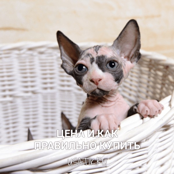 Сфинкс - цена и как правильно купить