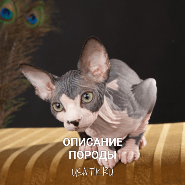 Сфинкс - описание породы