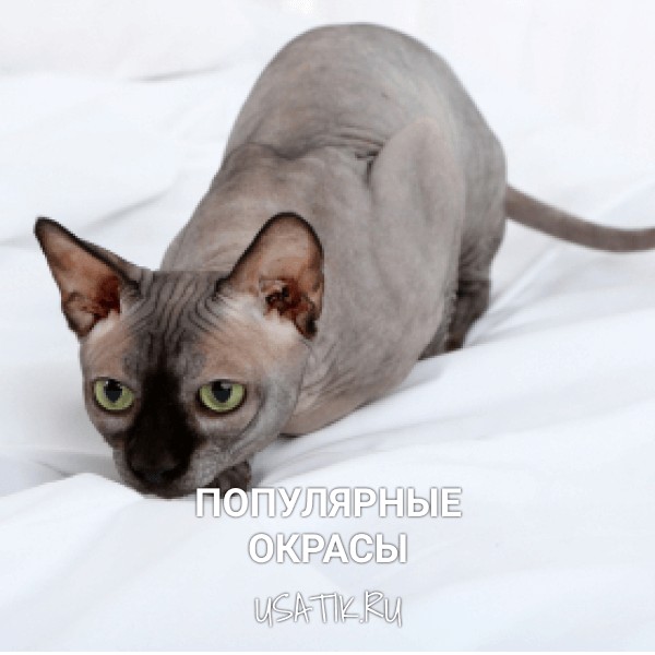 Популярные окрасы сфинксов
