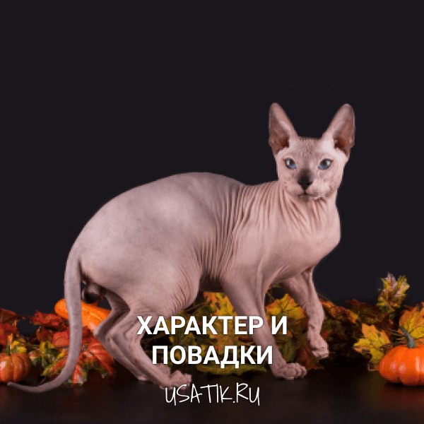 Характер и повадки сфинксов